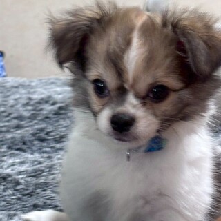 チワワミックスの男の子　どらやきくん