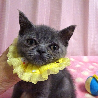 なれなれ♪ブリティッシュ★ポンくん 