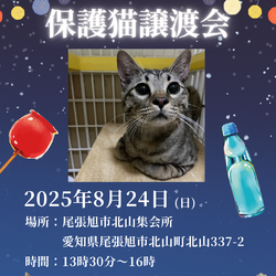 保護猫譲渡会