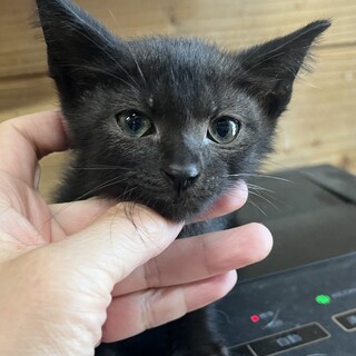 里親決定。黒猫ハチ君譲渡会参加予定