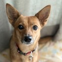 猫にも優しい＊宮古島から来た小ぶりな茶子