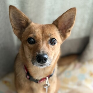 猫にも優しい＊宮古島から来た小ぶりな茶子