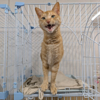 おしゃべり大好きな男の子