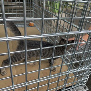 【愛知県蟹江町】キジトラ子猫　