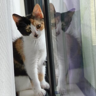 元気いっぱい甘えん坊（推定4か月）ランちゃん　