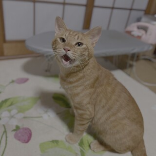 ぼくの家族になってくれる方を募集中です