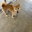 人が大好きな柴犬の女の子