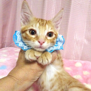 乳飲み子から育てた♪甘えた茶トラ★ラピくん２カ月半