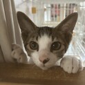 キジシロの男の子5ヶ月