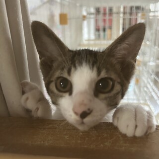 キジシロの男の子5ヶ月