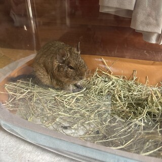 デグーの里親募集