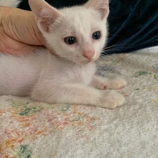 多頭崩壊からレスキュー人懐こいゴーヤ君