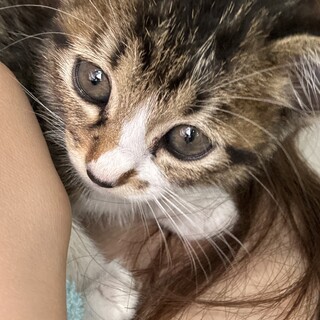 子猫1ヶ月〜2ヶ月　里親募集します