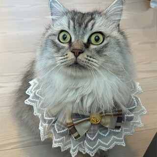 【9/21東銀座】ぽんくん★６歳♪