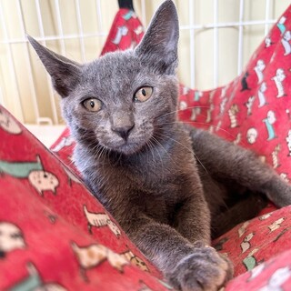 【8/10東銀座】ロシアンちゃん★３ヵ月♪