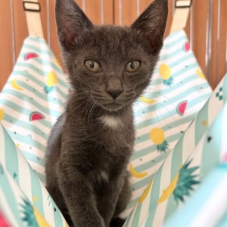 【8/10東銀座】ブルーちゃん★３ヵ月♪