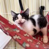 【9/7東銀座】ブチコちゃん★４ヵ月♪ サムネイル2
