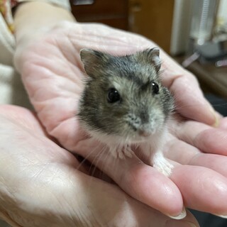 ハムスターの里親募集