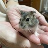 ハムスターの里親募集 サムネイル2