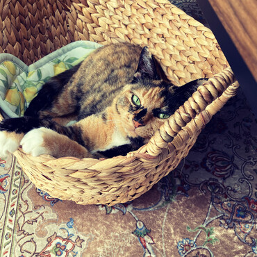 我が家の猫姫様Rose