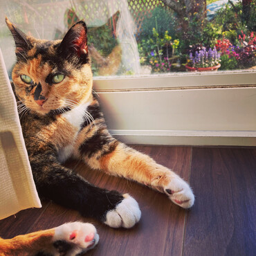 我が家の猫姫様Rose