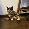 我が家の猫姫様Rose