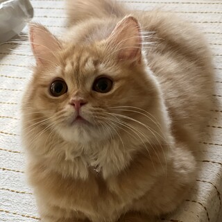 かわいい短足マンチカンの女の子です