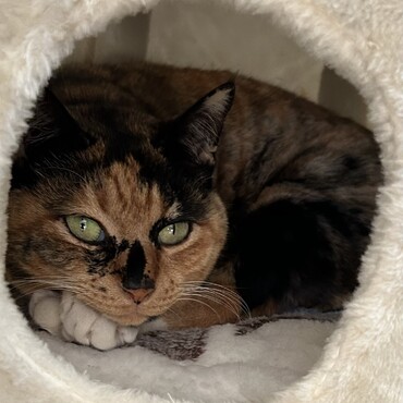 我が家の猫姫様Rose