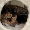 我が家の猫姫様Rose
