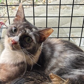 【緊急募集】パステル黒三毛♡賢い子