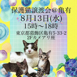 保護猫譲渡会@亀有