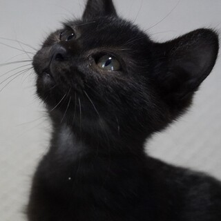 しなやかなシルエット猫！