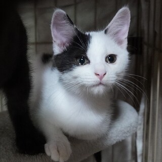 のんびりおっとり白黒くん♪