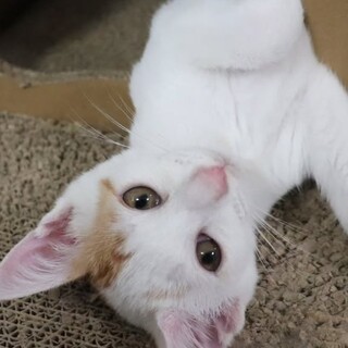 元気いっぱいキャップくん