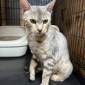 ベンガル！シルバー！伊勢市！A