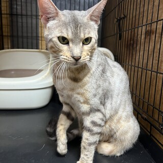 ベンガル！シルバー！伊勢市！A