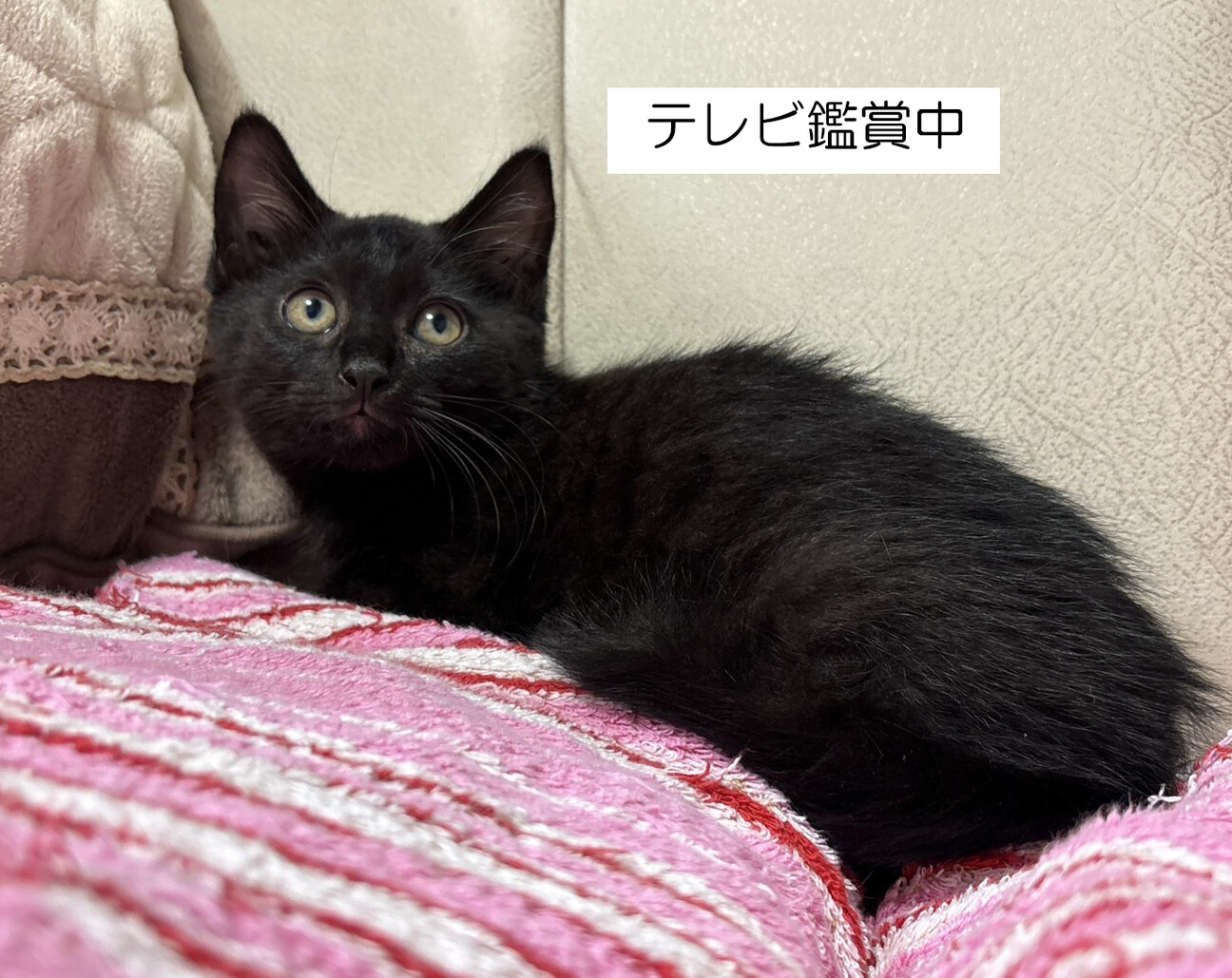 猫子猫　INUTERO黒赤XL ピンク狂気XL 2点まとめ 子猫のお迎え初日と飼い始め 1週間のポイント | Royal Canin JP