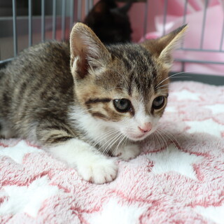 ご飯大好き元気なレオくん