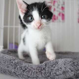 おっとりマイペースなペッパー