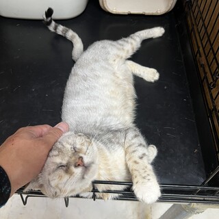 ベンガル！伊勢市！シルバー！Ｂ