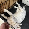 ベンガル！伊勢市！シルバー！Ｂ サムネイル2