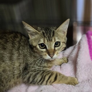 トライアル決定/大人しい性格の麦わらジュディちゃん