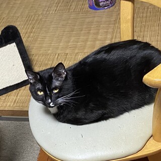 黒豹みたいな黒猫 今日も相変わらずかわいい。 . . . . . . . . . . . . . . #黒猫