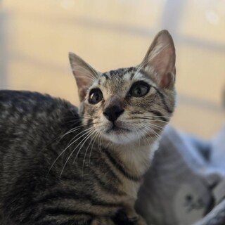 甘えん坊になりそうなニックくん