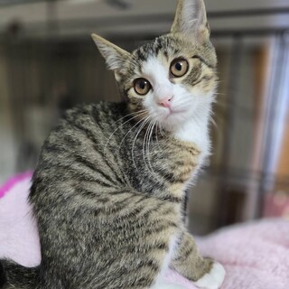 甘えん坊アピール上手イーヨー