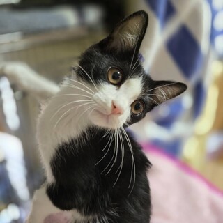 猫界の不思議ちゃん枠ピグくん