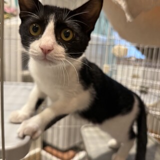 シルクタッチ懐っこいハチワレ君