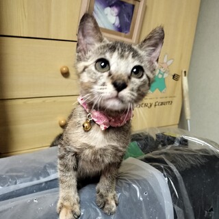 ３ヶ月のメスのキジトラです