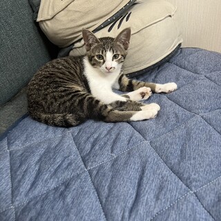 靴下はいたハニーちゃん