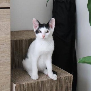 トライアル決定/メイくん